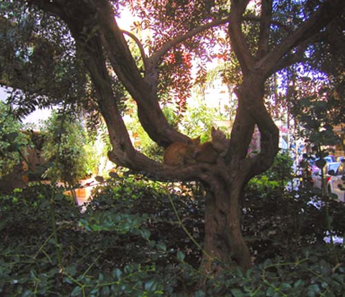 stray kittens in an olive tree