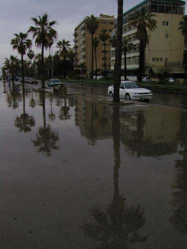 rainy reflection