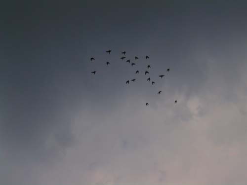 birds and storm