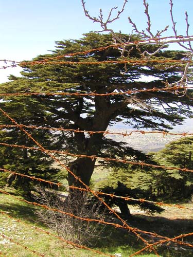 closed cedars