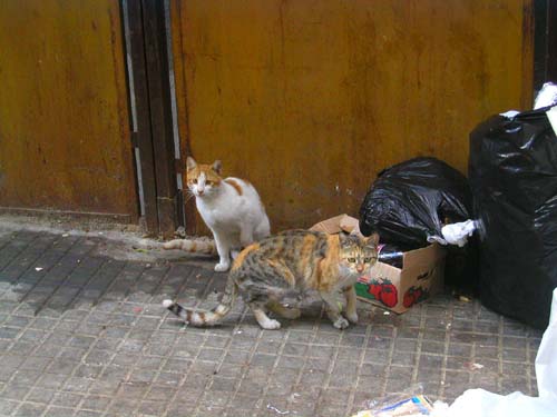 stray cats in the trash