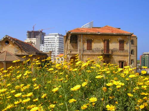 wildflowers